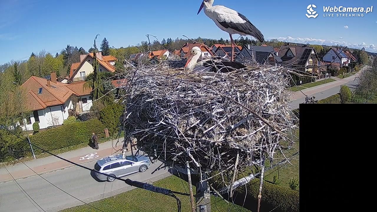 Pasłęk - gniazdo bociana białego - 27 kwiecień 2026, 10:46