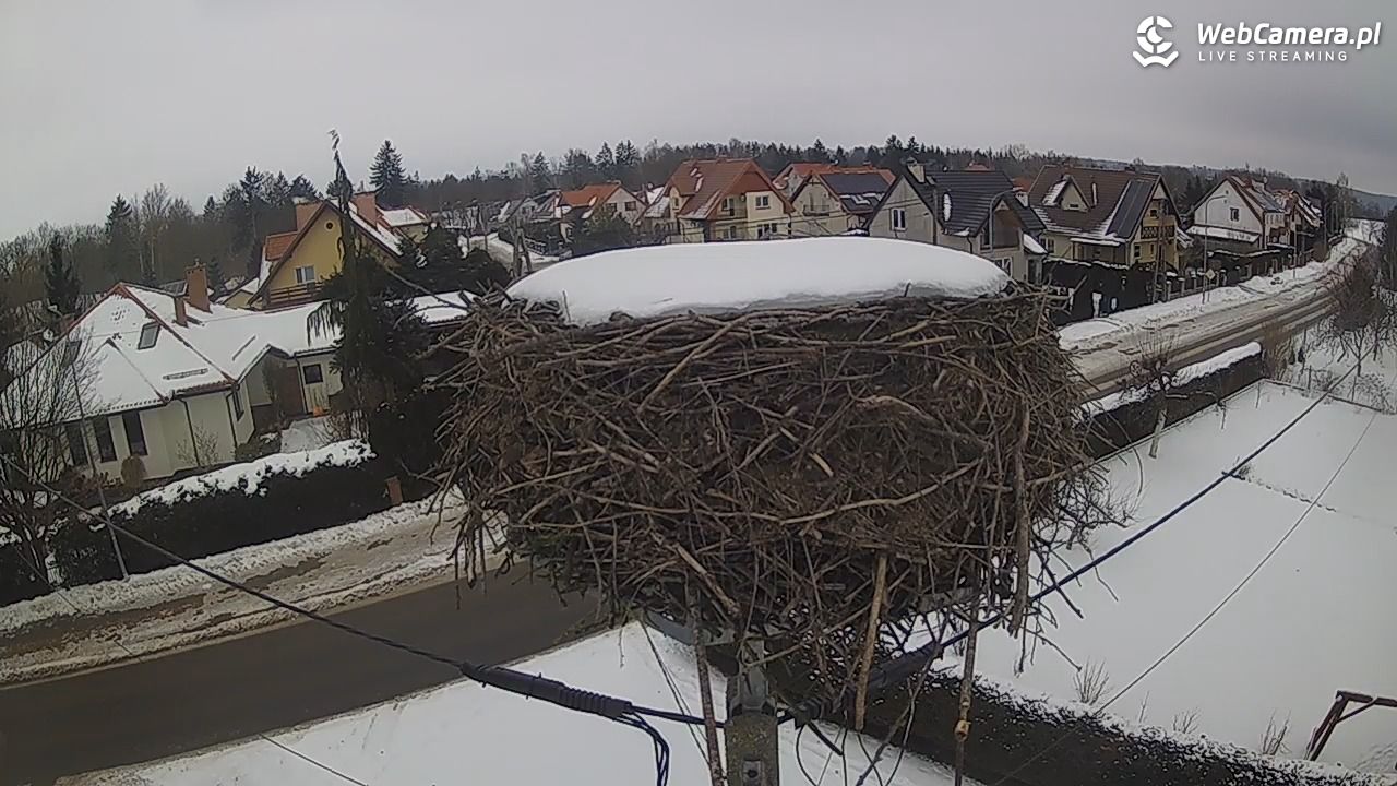 Pasłęk - gniazdo bociana - 23 styczeń 2026, 09:09