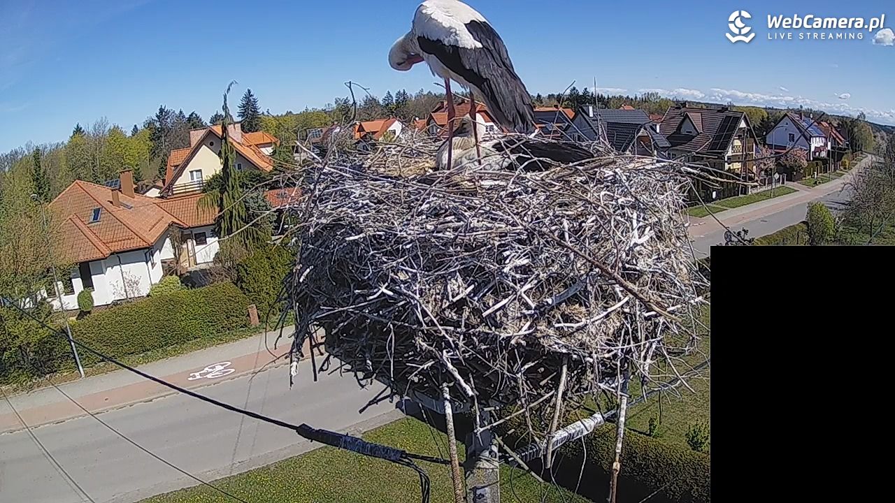 Pasłęk - gniazdo bociana białego - 27 kwiecień 2026, 10:35