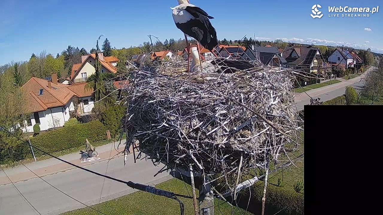 Pasłęk - gniazdo bociana białego - 27 kwiecień 2026, 10:37