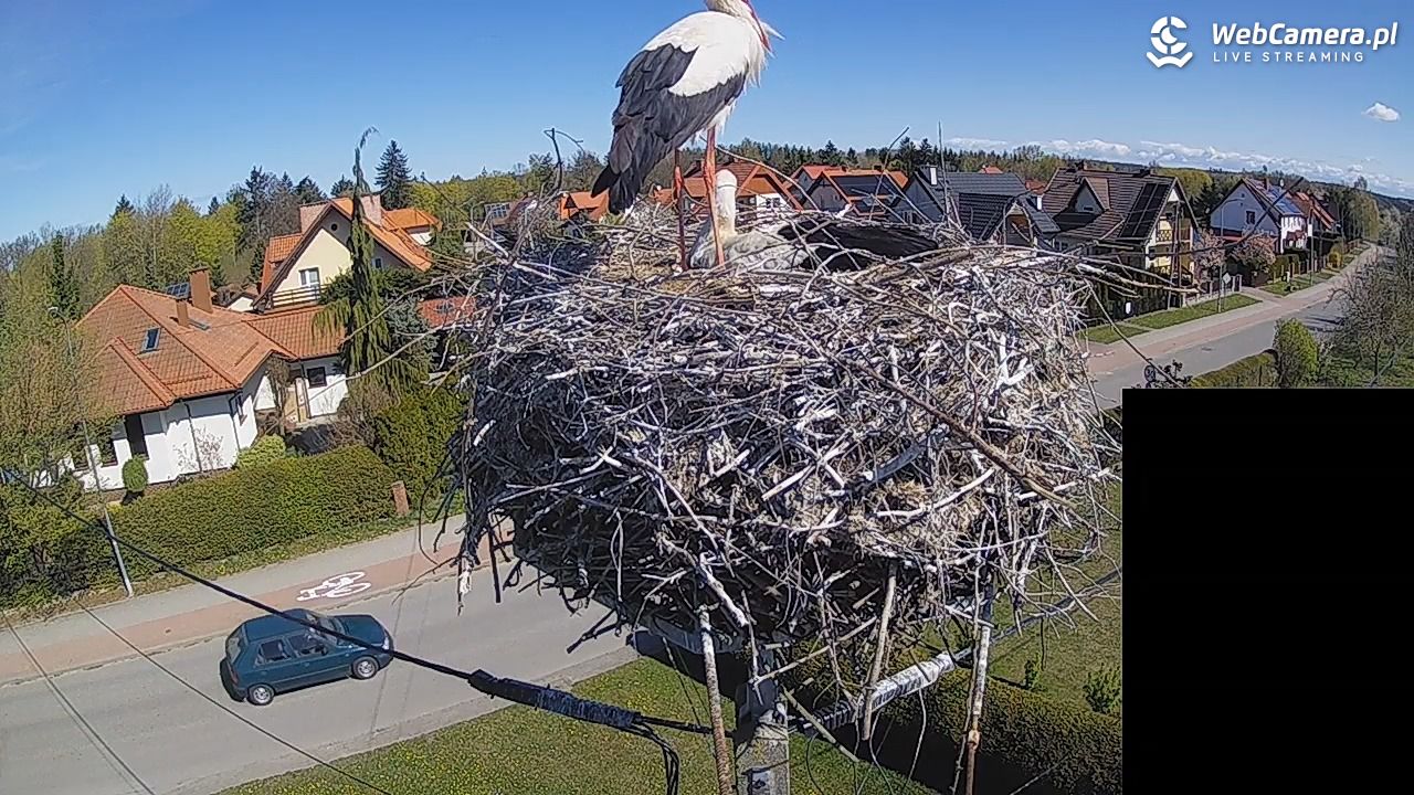 Pasłęk - gniazdo bociana białego - 27 kwiecień 2026, 10:38