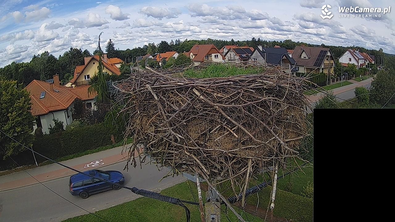 Pasłęk - gniazdo bociana białego - 11 wresień 2026, 14:20