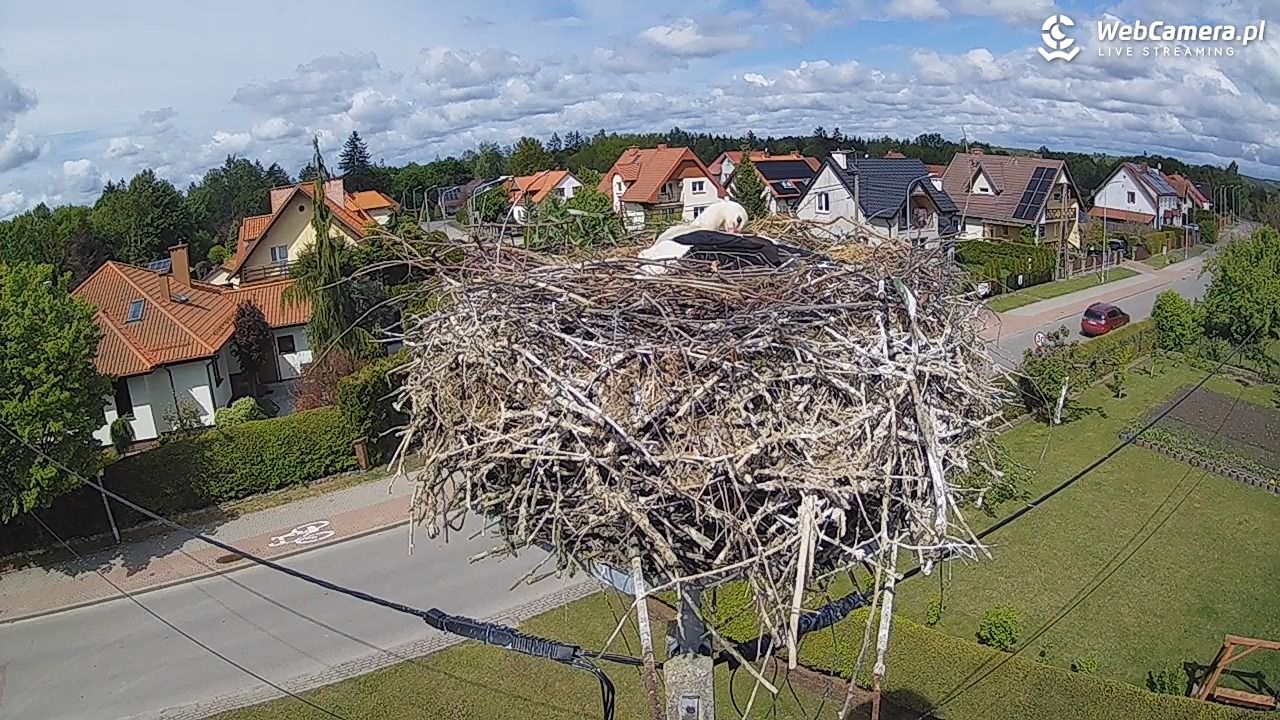 Pasłęk - gniazdo bociana - 16 maj 2025, 14:39
