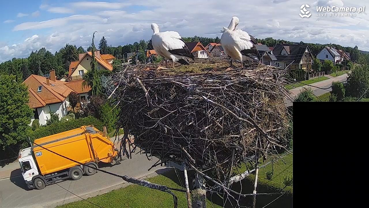 Pasłęk - gniazdo bociana białego - 28 lipiec 2026, 09:25