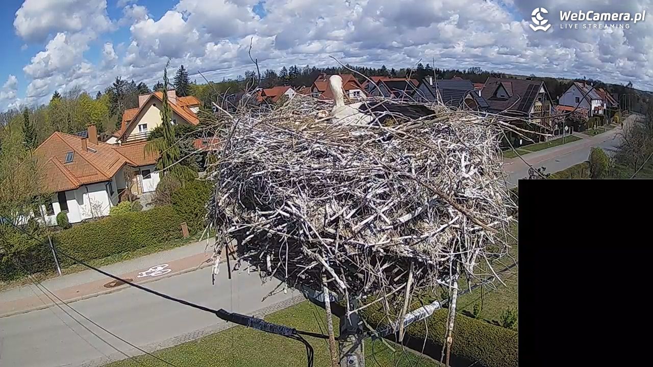 Pasłęk - gniazdo bociana białego - 26 kwiecień 2026, 11:49