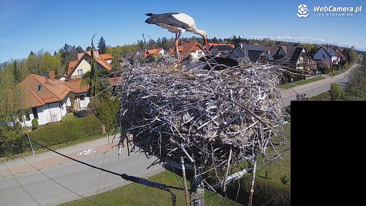 Pasłęk - gniazdo bociana białego - 27 kwiecień 2026, 10:40