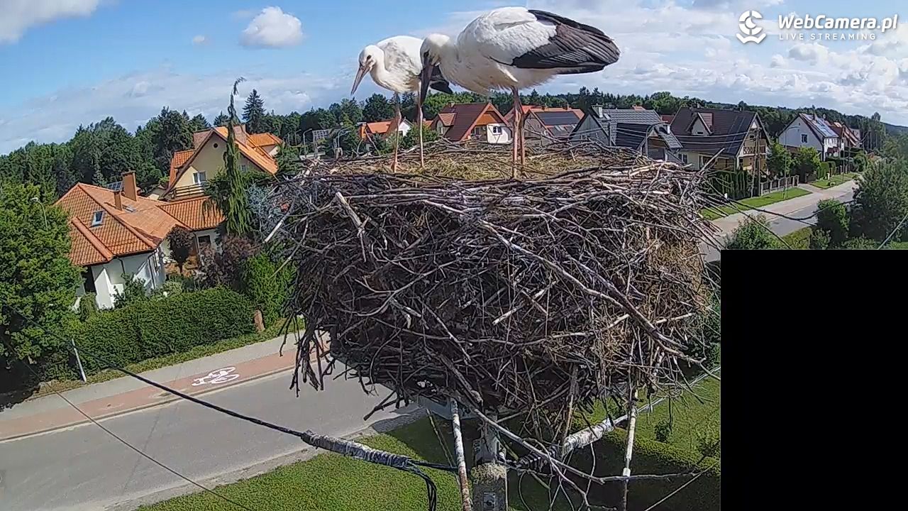 Pasłęk - gniazdo bociana białego - 28 lipiec 2026, 08:59
