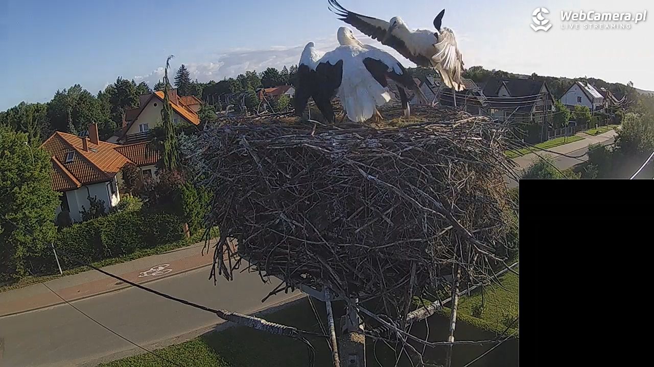 Pasłęk - gniazdo bociana białego - 28 lipiec 2026, 06:55