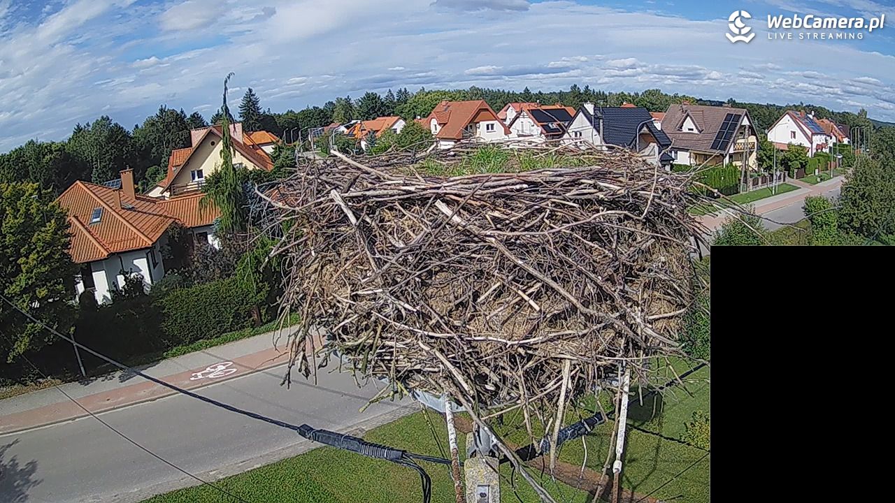 Pasłęk - gniazdo bociana białego - 07 wresień 2026, 14:57
