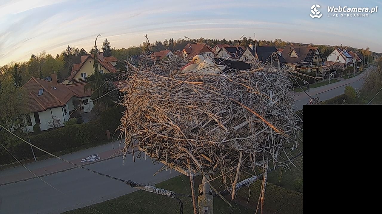 Pasłęk - gniazdo bociana białego - 27 kwiecień 2026, 19:52