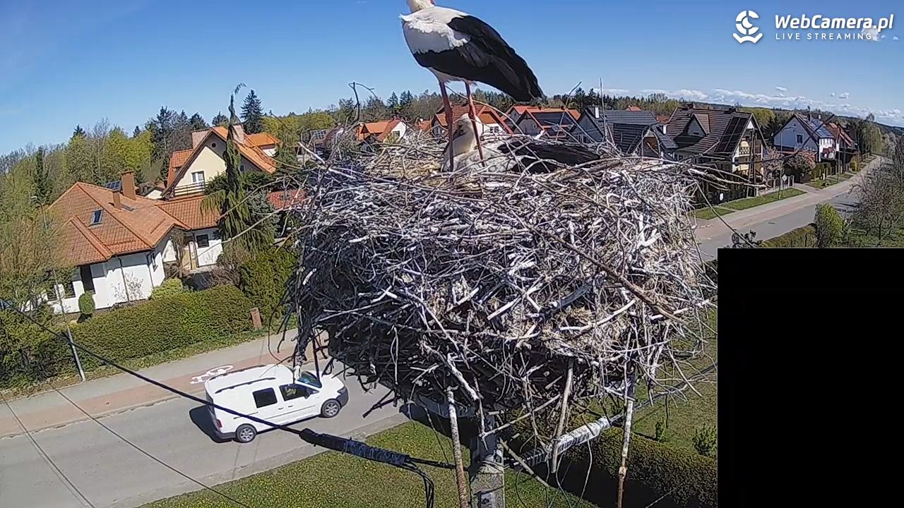 Pasłęk - gniazdo bociana białego - 27 kwiecień 2026, 10:34