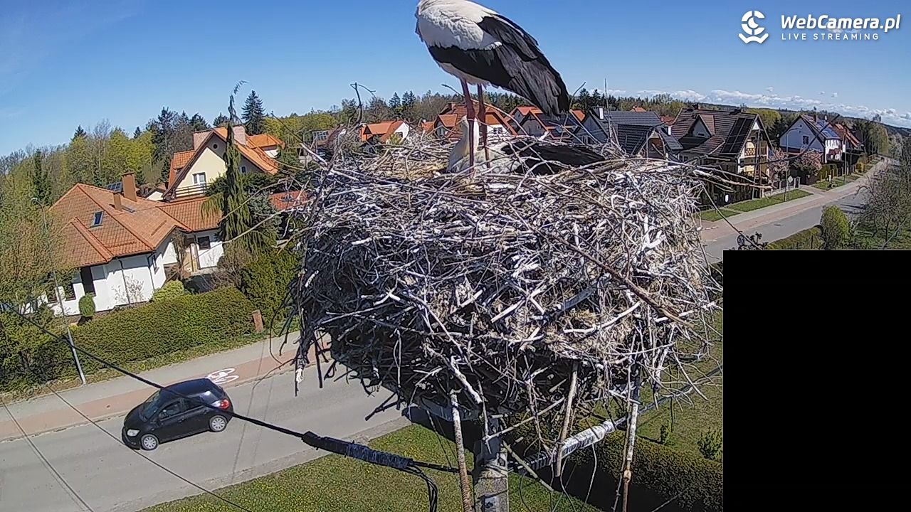 Pasłęk - gniazdo bociana białego - 27 kwiecień 2026, 10:33