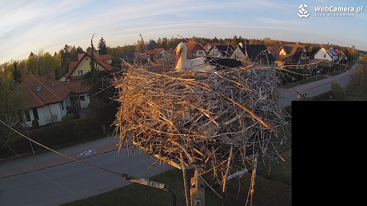 Pasłęk - gniazdo bociana białego - 27 kwiecień 2026, 19:46