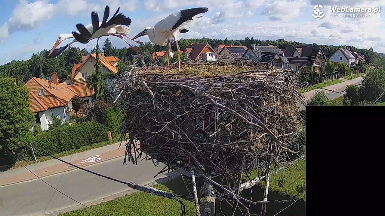 Pasłęk - gniazdo bociana białego - 28 lipiec 2026, 08:49