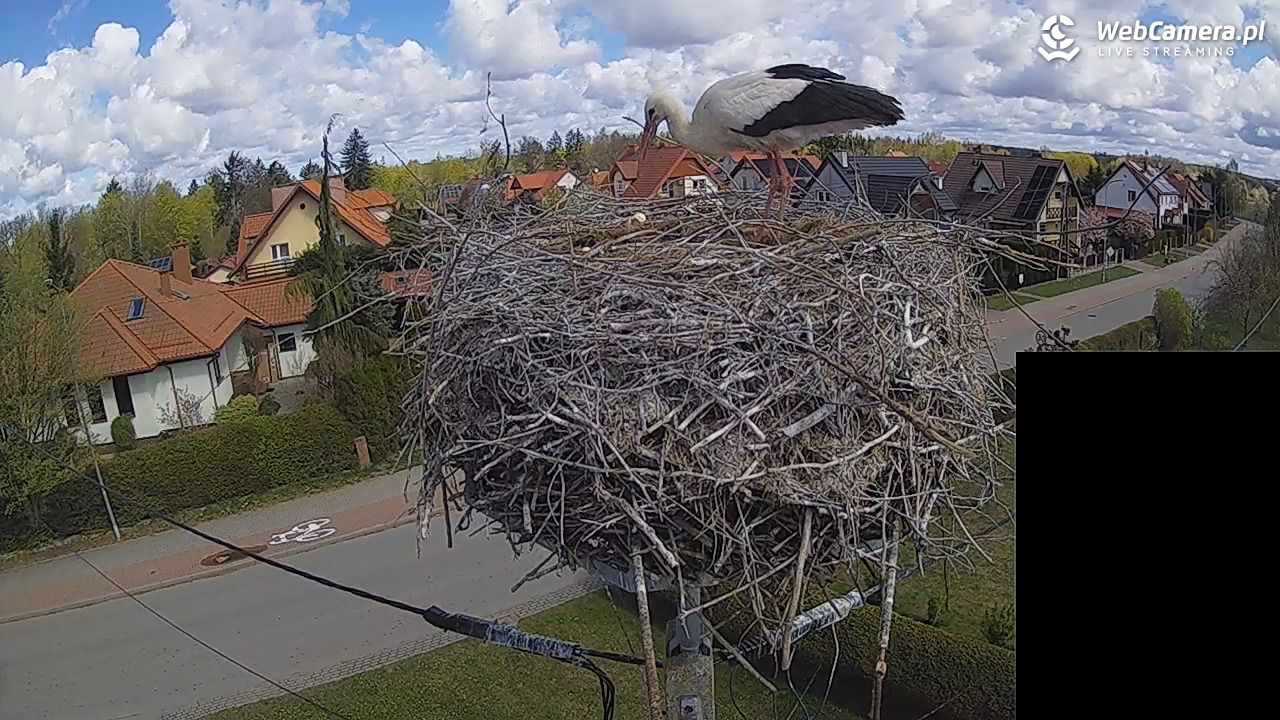 Pasłęk - gniazdo bociana białego - 26 kwiecień 2026, 10:57