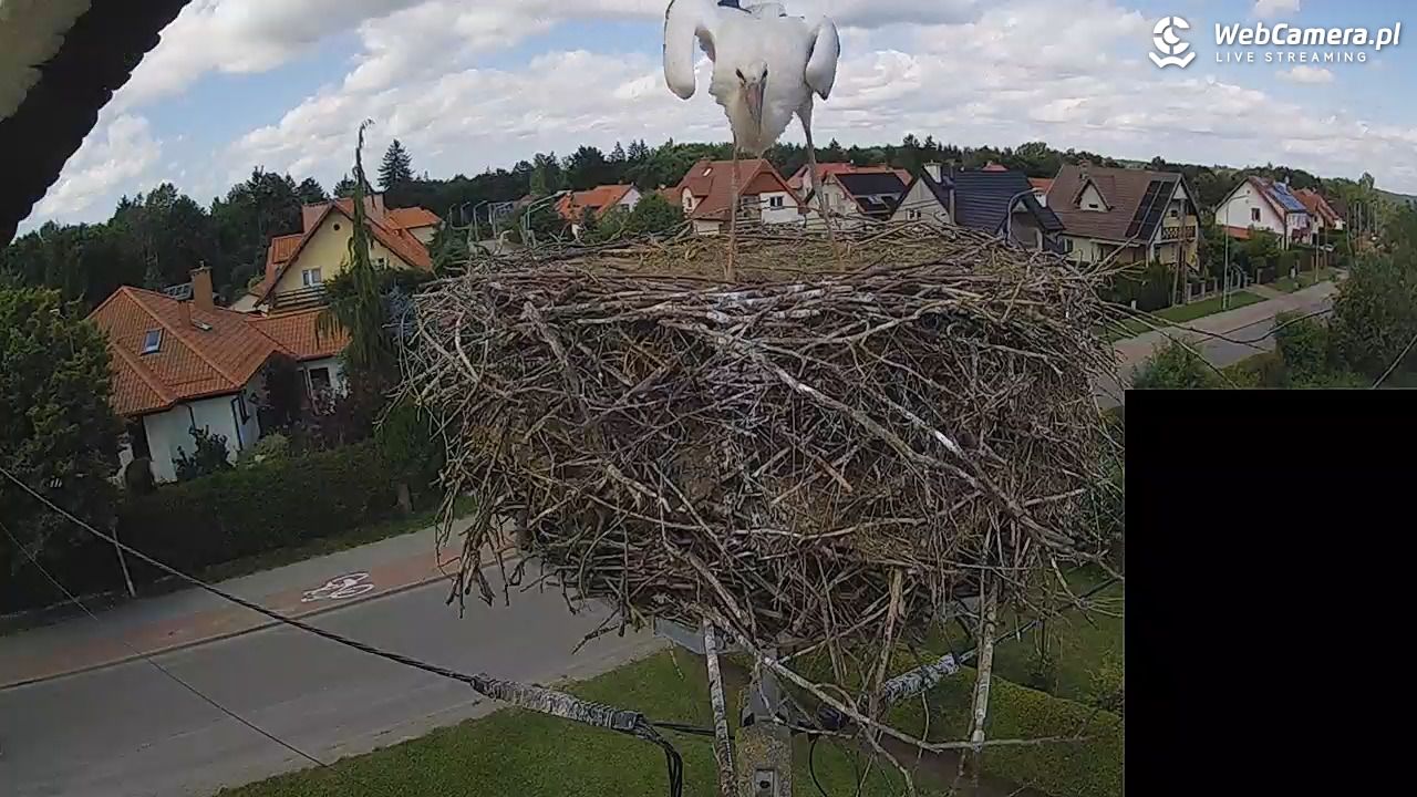 Pasłęk - gniazdo bociana białego - 29 lipiec 2026, 14:27