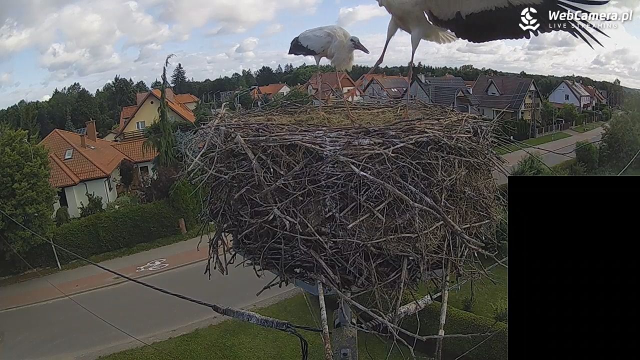 Pasłęk - gniazdo bociana białego - 28 lipiec 2026, 08:40