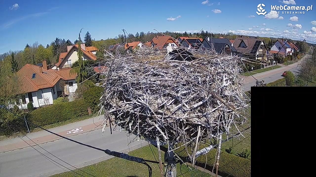 Pasłęk - gniazdo bociana białego - 27 kwiecień 2026, 12:35