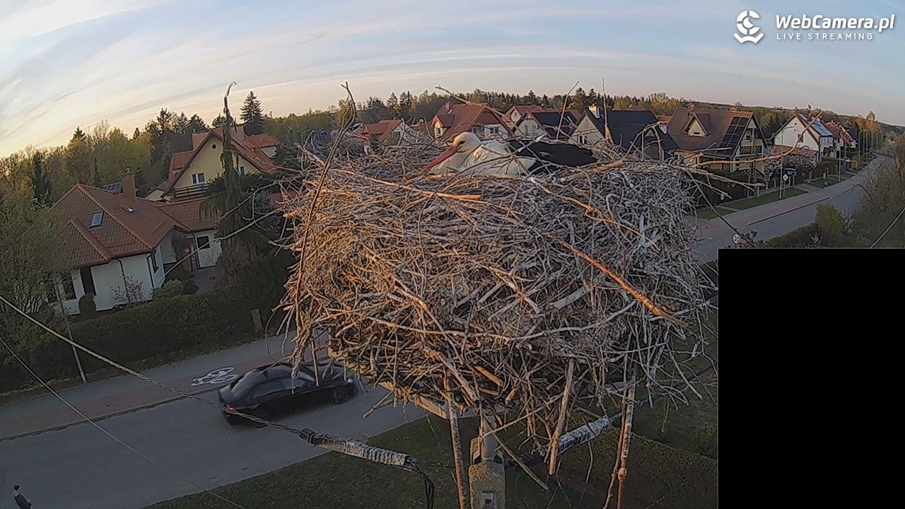 Pasłęk - gniazdo bociana białego - 27 kwiecień 2026, 19:52