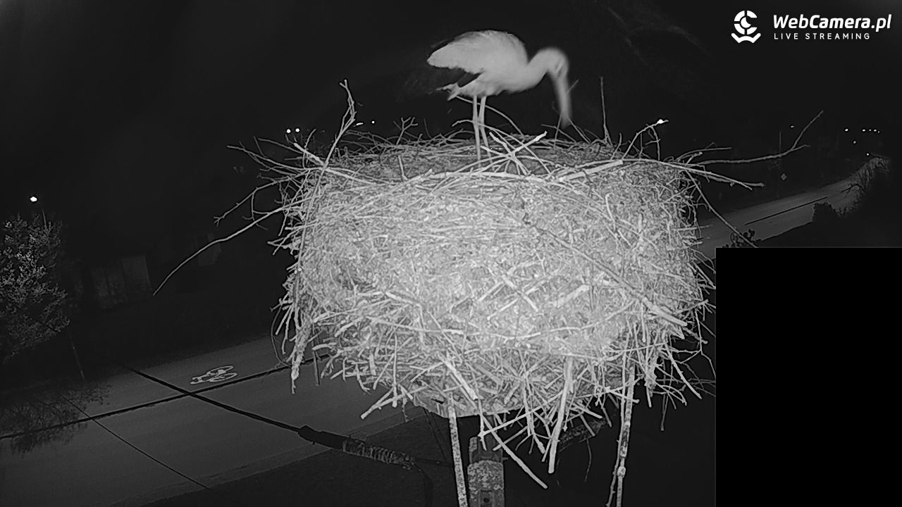 Pasłęk - gniazdo bociana białego - 27 kwiecień 2026, 22:30