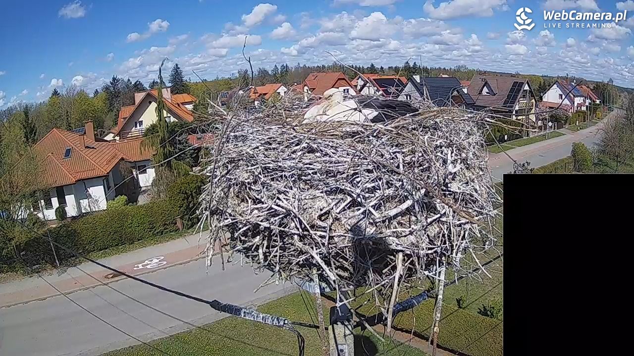 Pasłęk - gniazdo bociana białego - 26 kwiecień 2026, 13:40