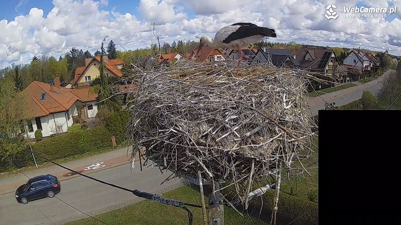 Pasłęk - gniazdo bociana białego - 26 kwiecień 2026, 10:57