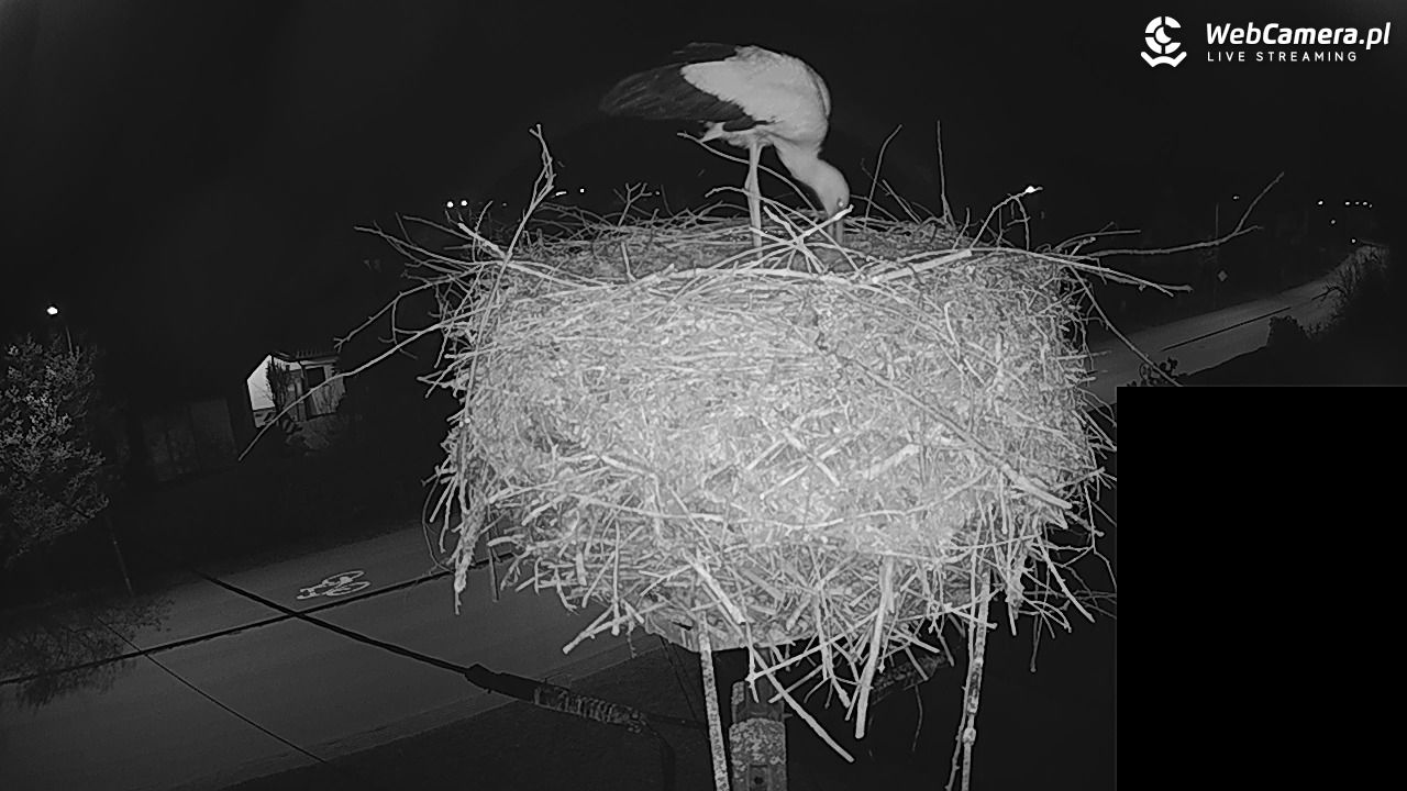 Pasłęk - gniazdo bociana białego - 27 kwiecień 2026, 22:28