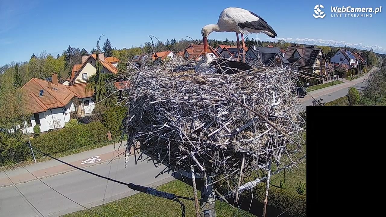 Pasłęk - gniazdo bociana białego - 27 kwiecień 2026, 10:41
