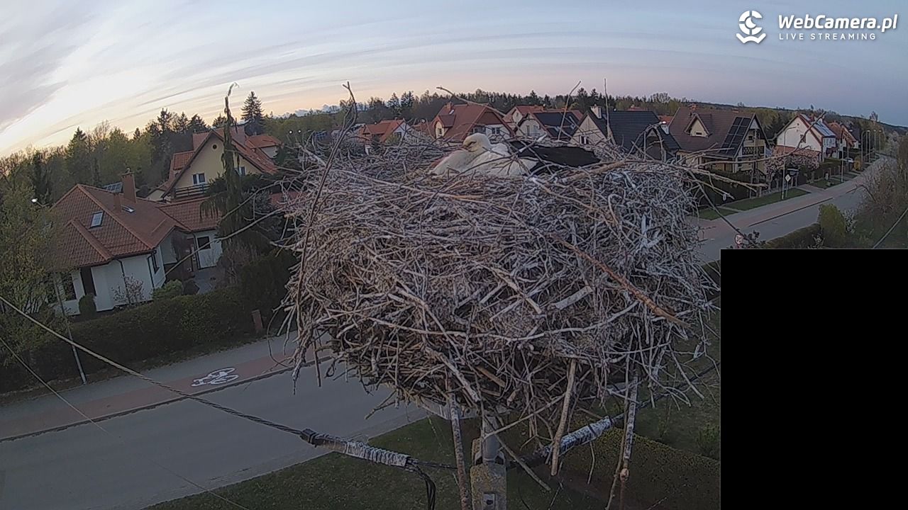 Pasłęk - gniazdo bociana białego - 27 kwiecień 2026, 20:15