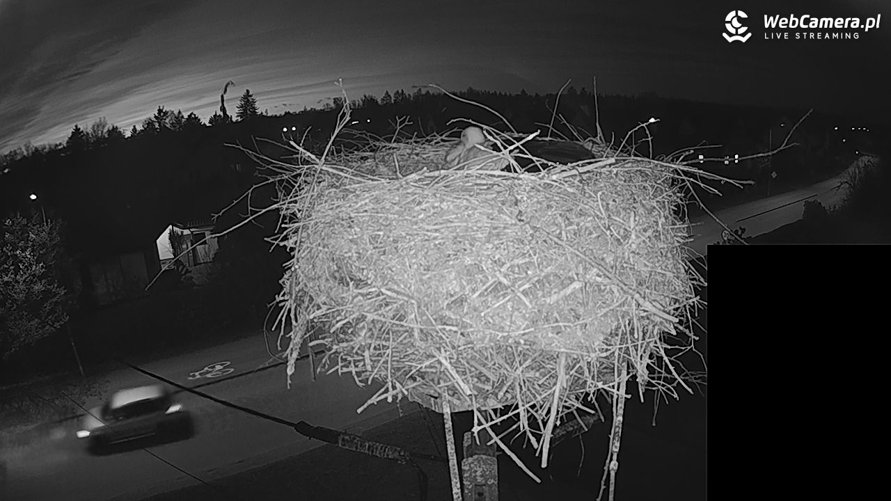 Pasłęk - gniazdo bociana białego - 27 kwiecień 2026, 21:06