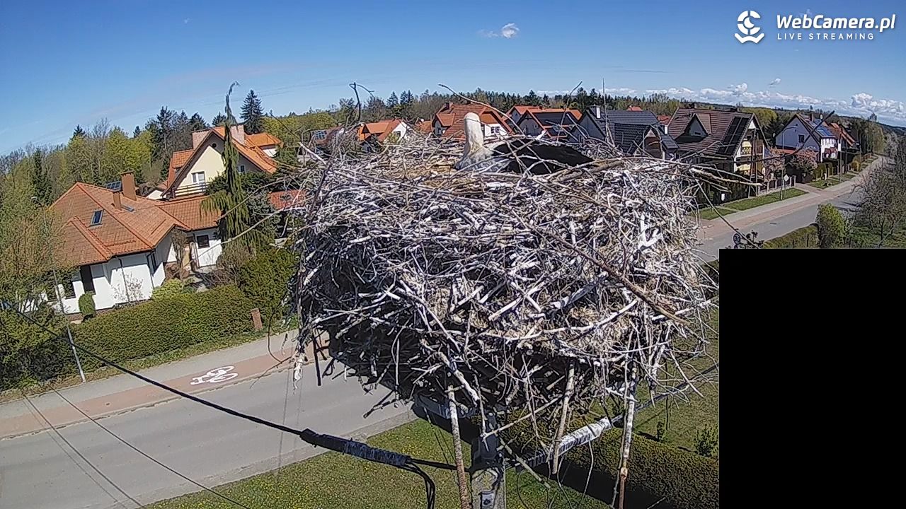Pasłęk - gniazdo bociana białego - 27 kwiecień 2026, 11:11