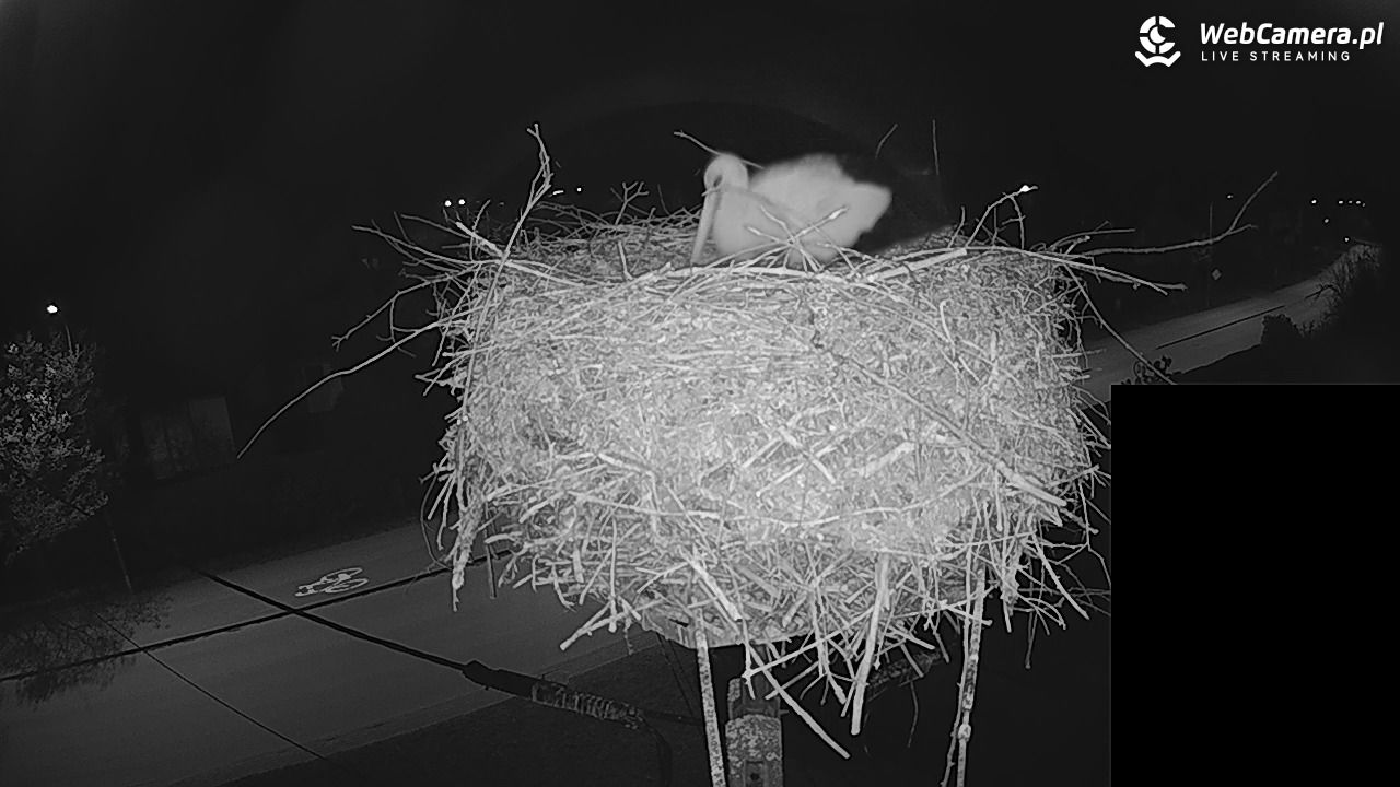 Pasłęk - gniazdo bociana białego - 27 kwiecień 2026, 22:31