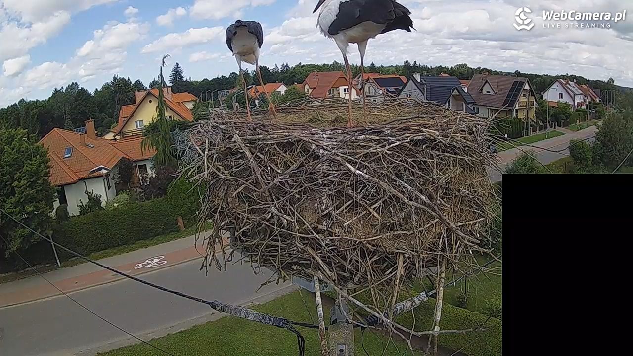 Pasłęk - gniazdo bociana białego - 28 lipiec 2026, 13:14