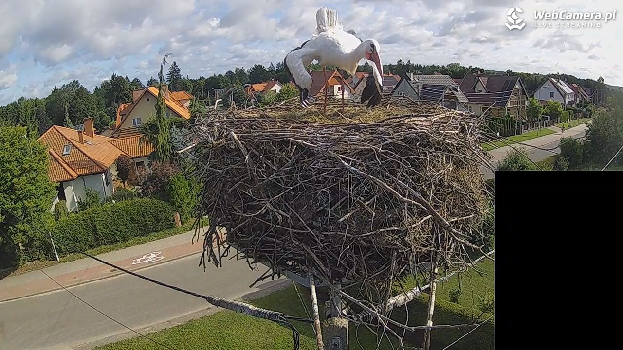 Pasłęk - gniazdo bociana białego - 28 lipiec 2026, 08:21