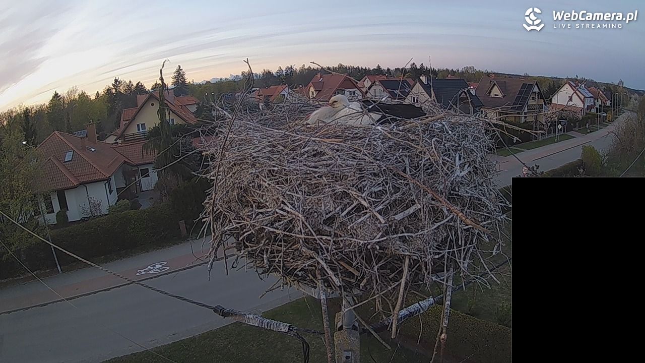 Pasłęk - gniazdo bociana białego - 27 kwiecień 2026, 20:16