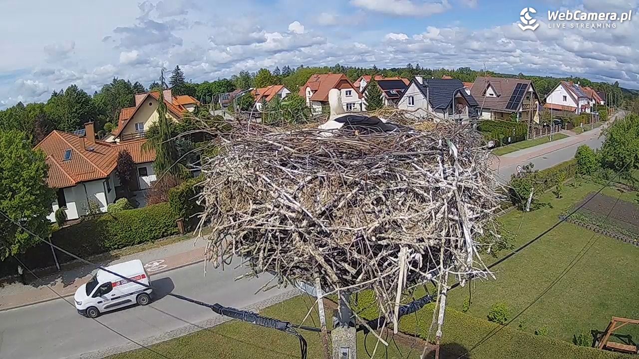Pasłęk - gniazdo bociana - 16 maj 2025, 14:41