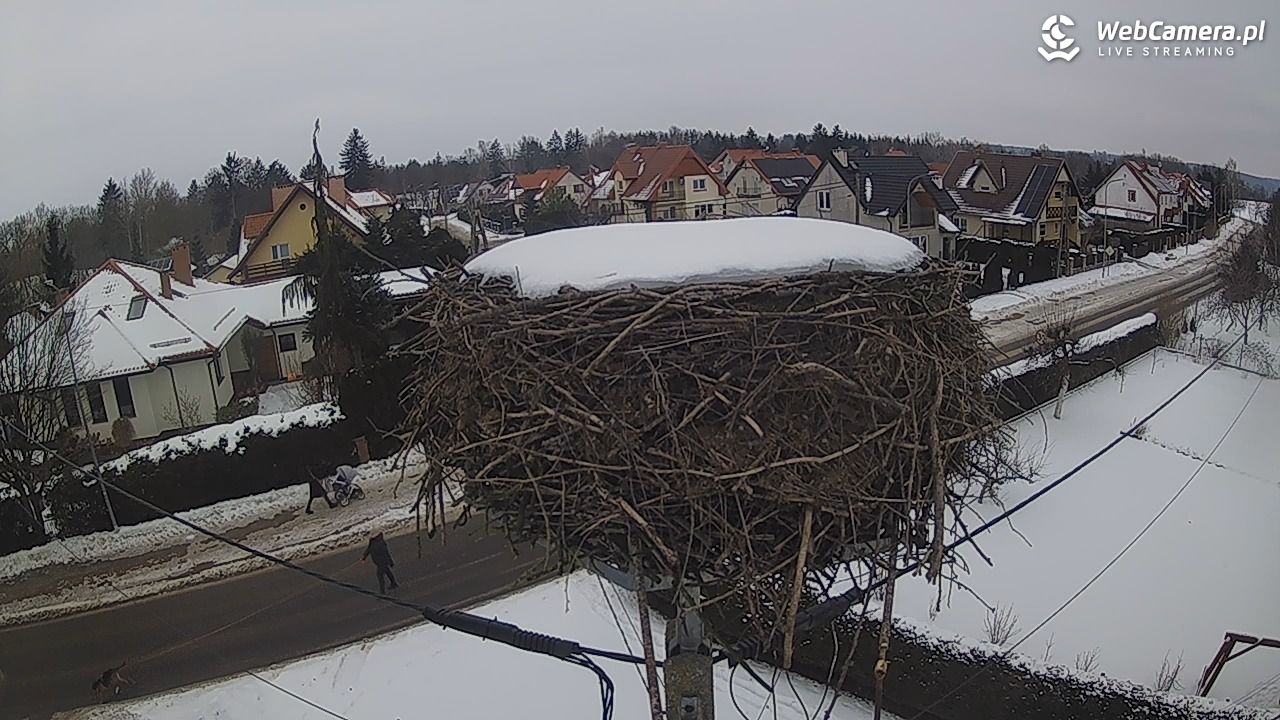 Pasłęk - gniazdo bociana - 23 styczeń 2026, 14:00