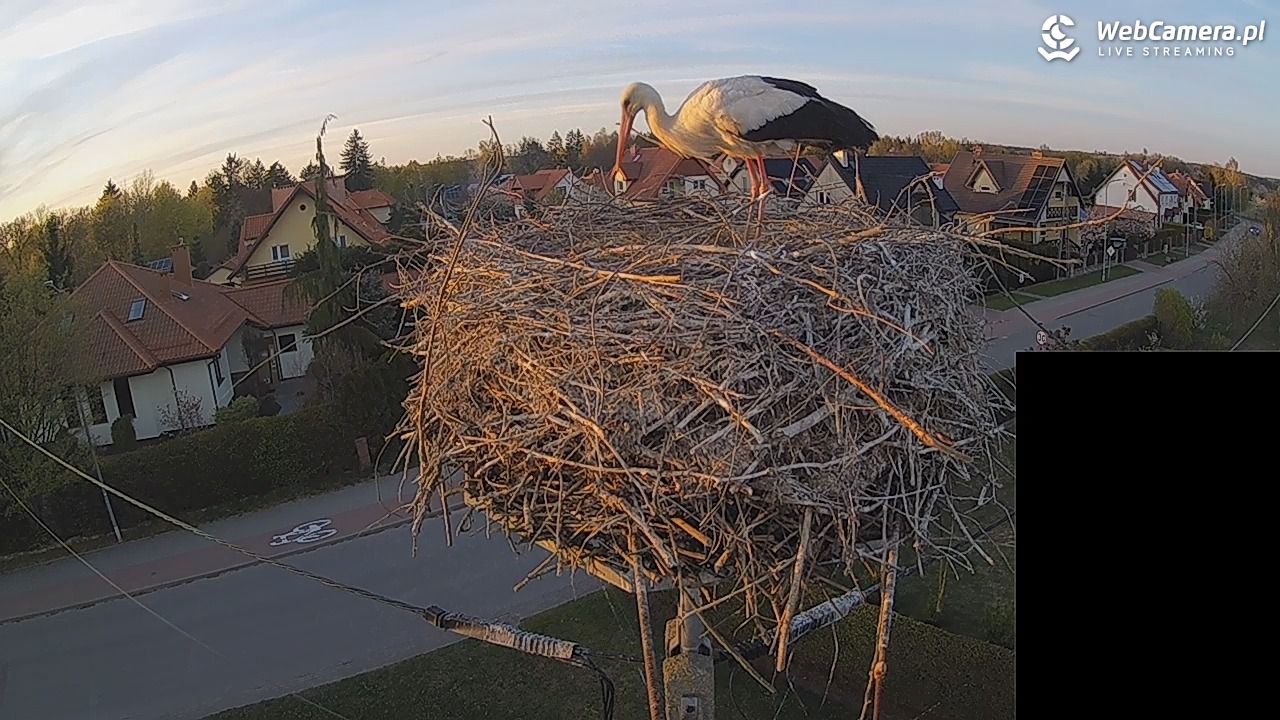 Pasłęk - gniazdo bociana białego - 27 kwiecień 2026, 19:51