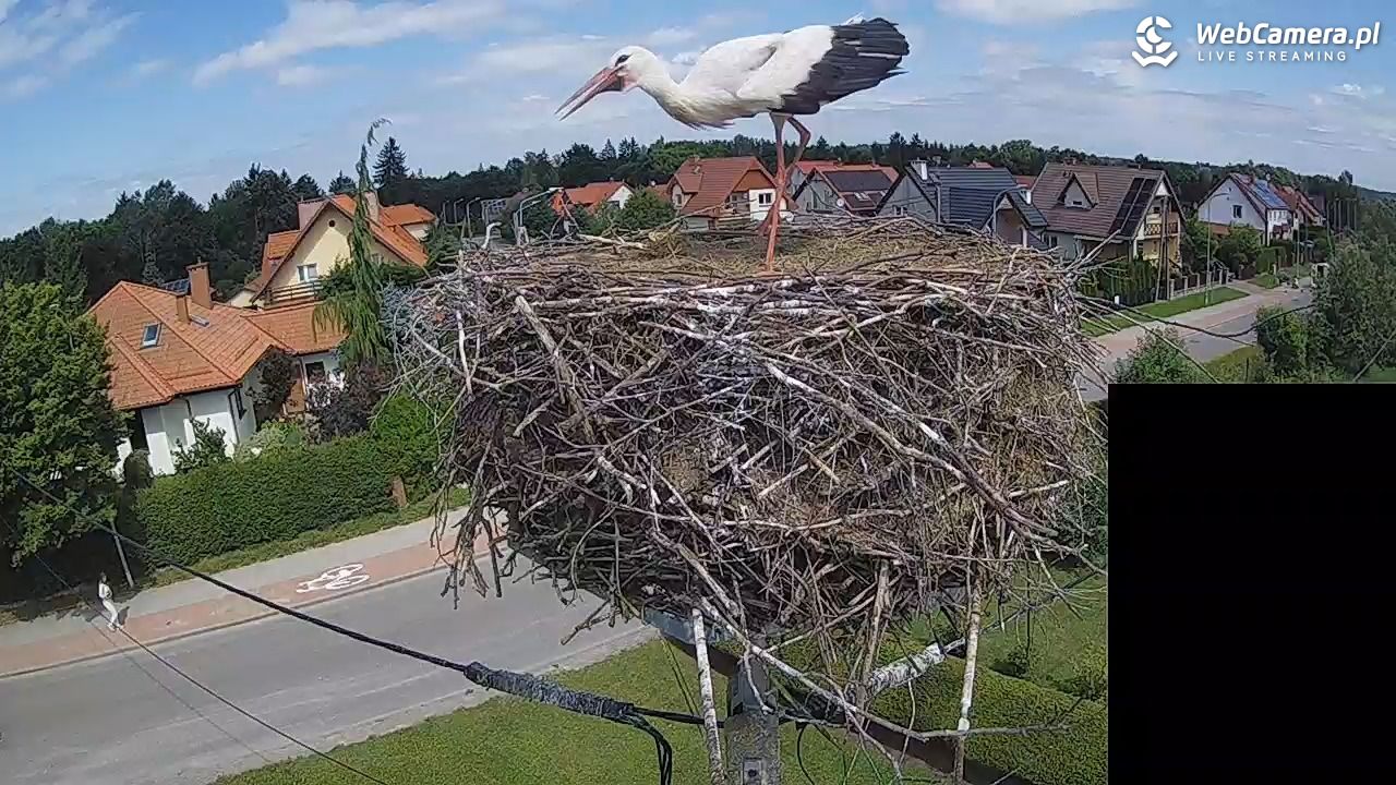 Pasłęk - gniazdo bociana białego - 29 lipiec 2026, 12:22