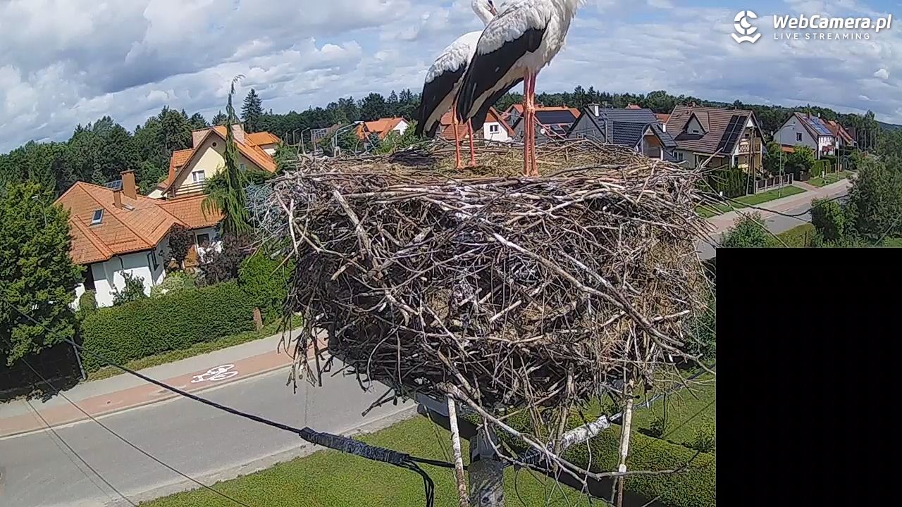 Pasłęk - gniazdo bociana białego - 28 lipiec 2026, 11:32