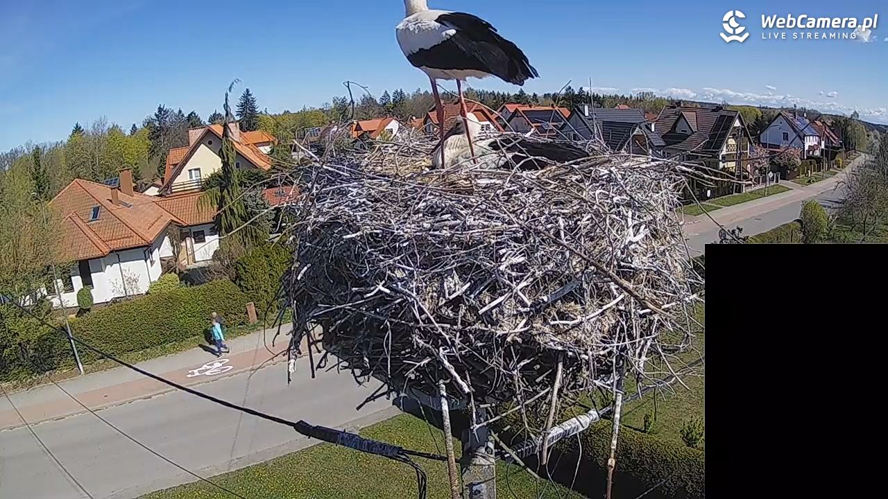 Pasłęk - gniazdo bociana białego - 27 kwiecień 2026, 10:35