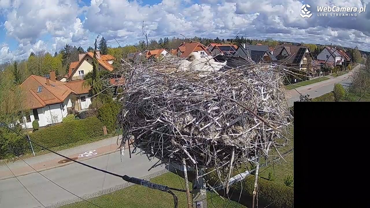 Pasłęk - gniazdo bociana białego - 26 kwiecień 2026, 10:47