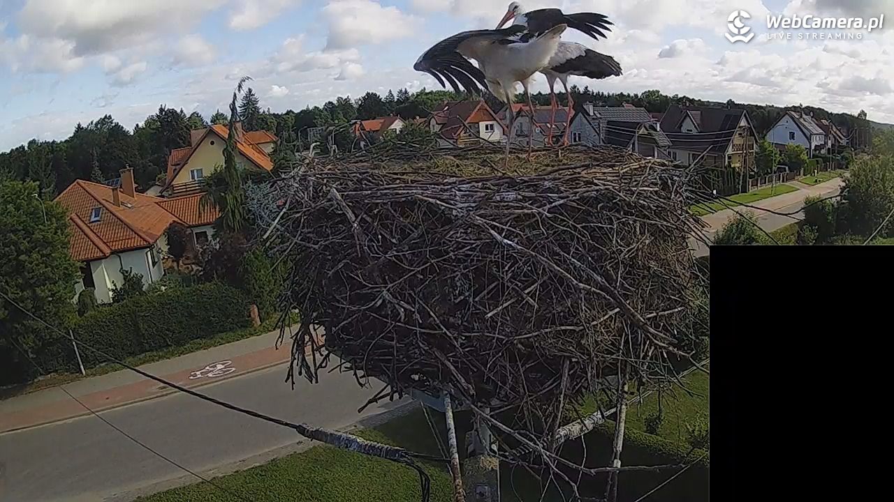 Pasłęk - gniazdo bociana białego - 28 lipiec 2026, 08:44