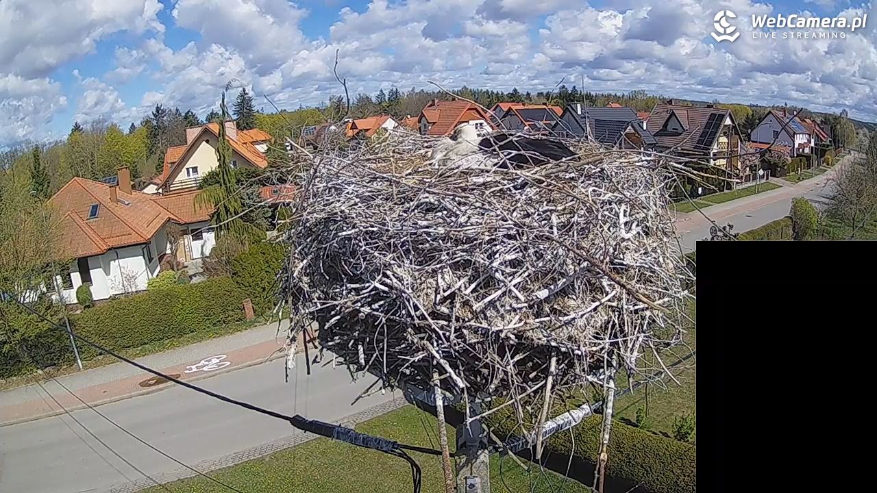 Pasłęk - gniazdo bociana białego - 26 kwiecień 2026, 11:33