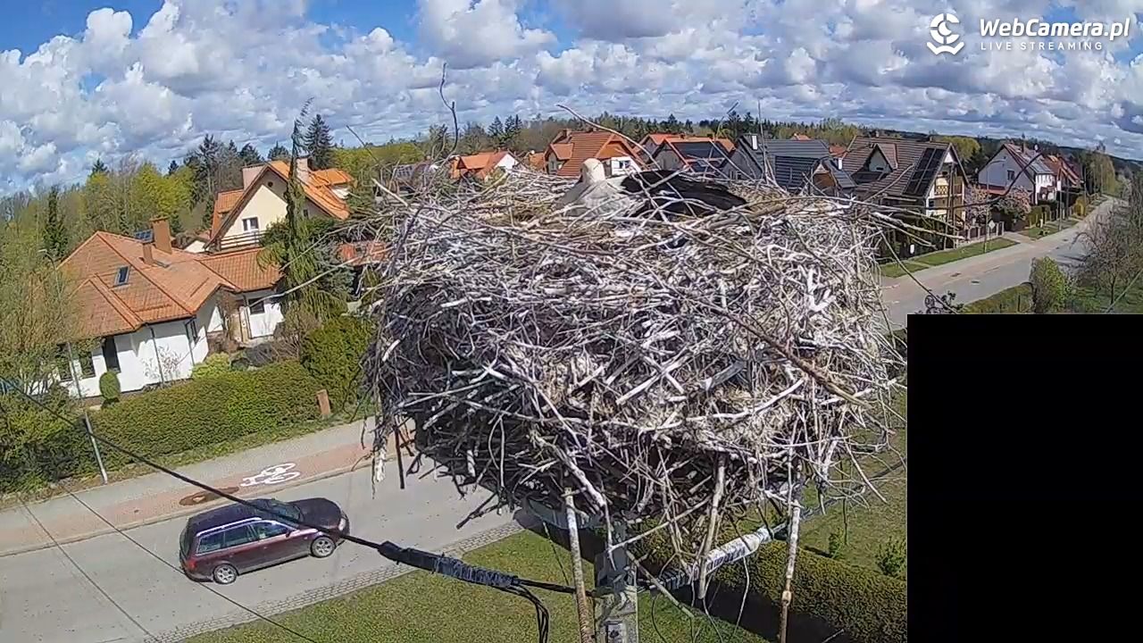 Pasłęk - gniazdo bociana białego - 26 kwiecień 2026, 10:58