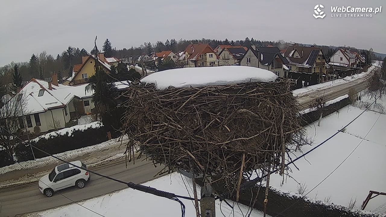 Pasłęk - gniazdo bociana - 24 styczeń 2026, 13:12