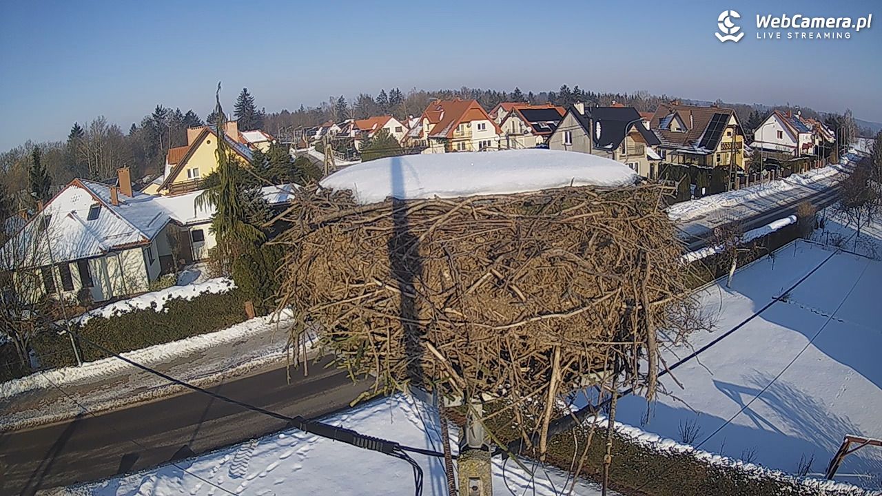 Pasłęk - gniazdo bociana - 22 styczeń 2026, 12:44