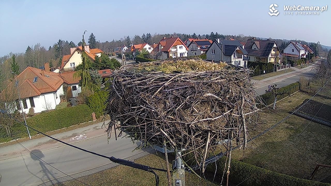 Pasłęk - gniazdo bociana - 11 marzec 2026, 09:48
