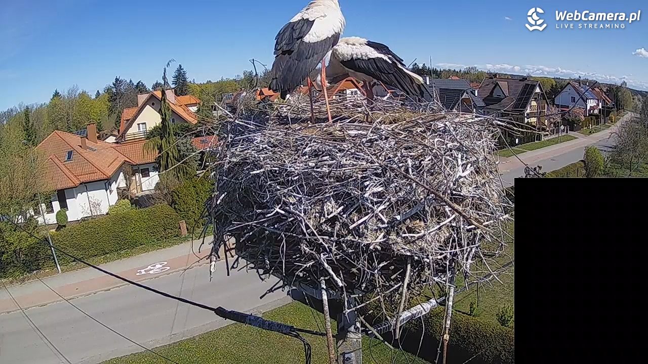 Pasłęk - gniazdo bociana białego - 27 kwiecień 2026, 10:38