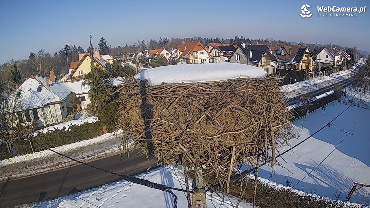 Pasłęk - gniazdo bociana - 22 styczeń 2026, 12:19